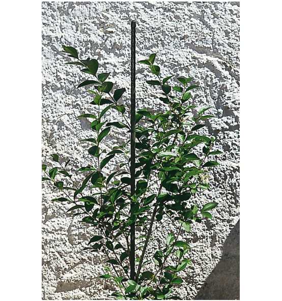 Suport plante 16x2100 mm,metal plastic 617963
