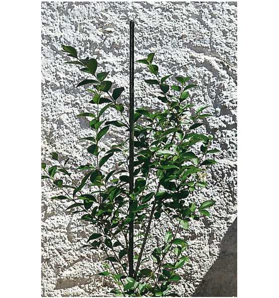 Suport plante 16x2100 mm,metal/plastic 617963